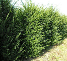 Taxus Baccata 